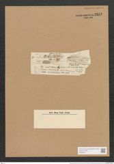 Berkeleya rutilans (Tront.) Grun. (de-Toni-Nr.: Genus 21, Species 1218) Zeichnungen Sammlung Grunow Nr. 2342 (NHMW-BOT-W0369471)